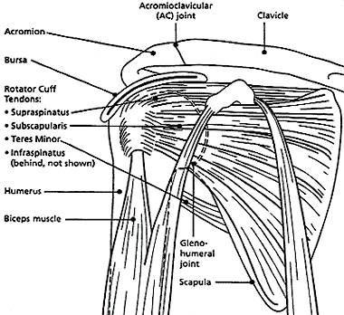 Soft tissue of the shoulder